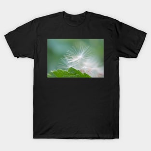 Dandelion Florets T-Shirt